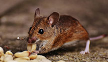 24 Hour & Emergency Exterminators in Brookhaven, MS